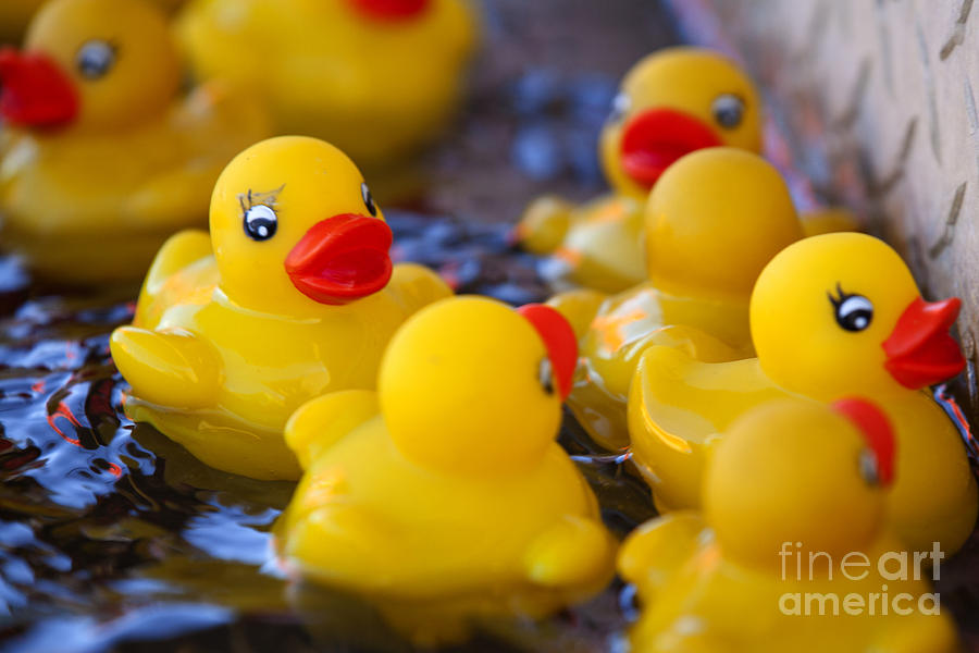 Rubber Duckies Photograph by Anthony Totah