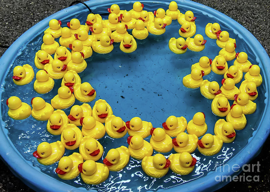 Rubber Duckies Photograph by Kathleen K Parker