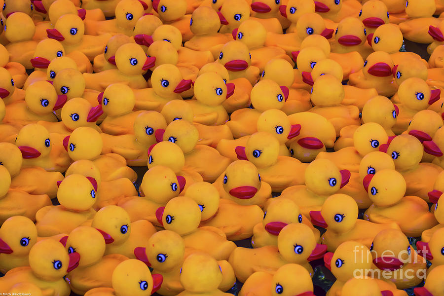 Rubber Duckies Photograph by Mitch Shindelbower