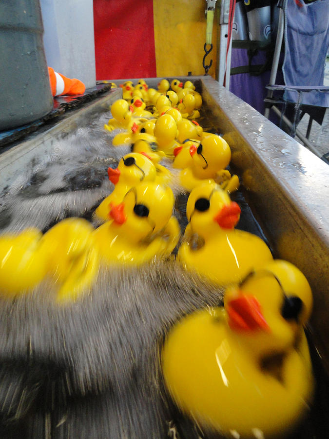 Fun Photograph - Rubber Duckies by Trish Hale