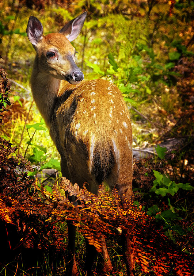 Rubber Necking Fawn Photograph by Peg Runyan