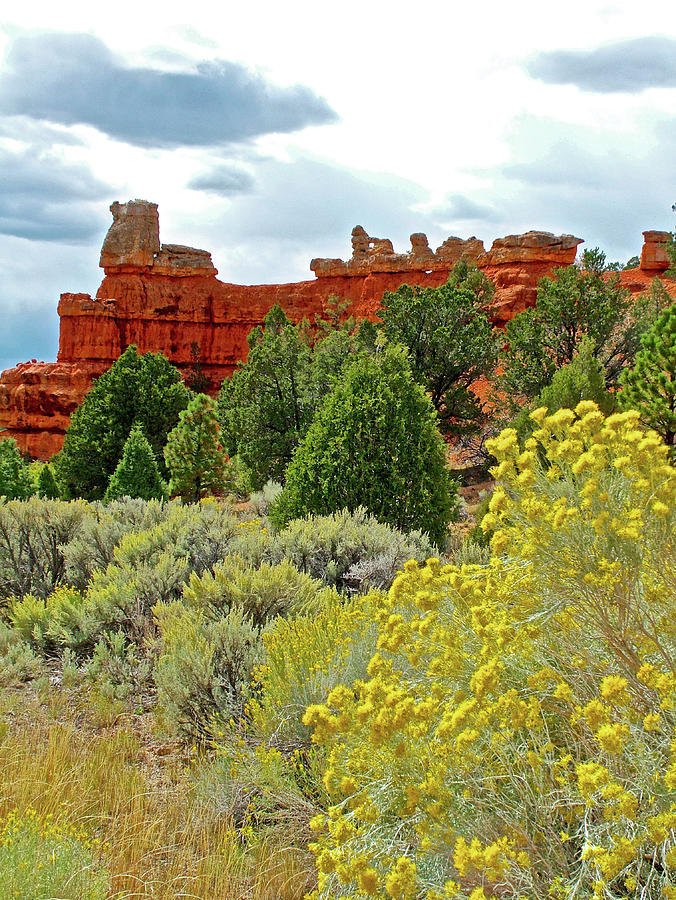 Rubber Rabbitbrush in Red Canyon in Dixie National Forest, Utah  Photograph by Ruth Hager