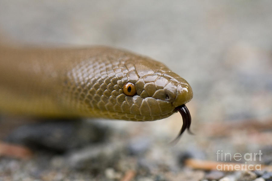 Rubber Snake Photograph by Douglas Kikendall