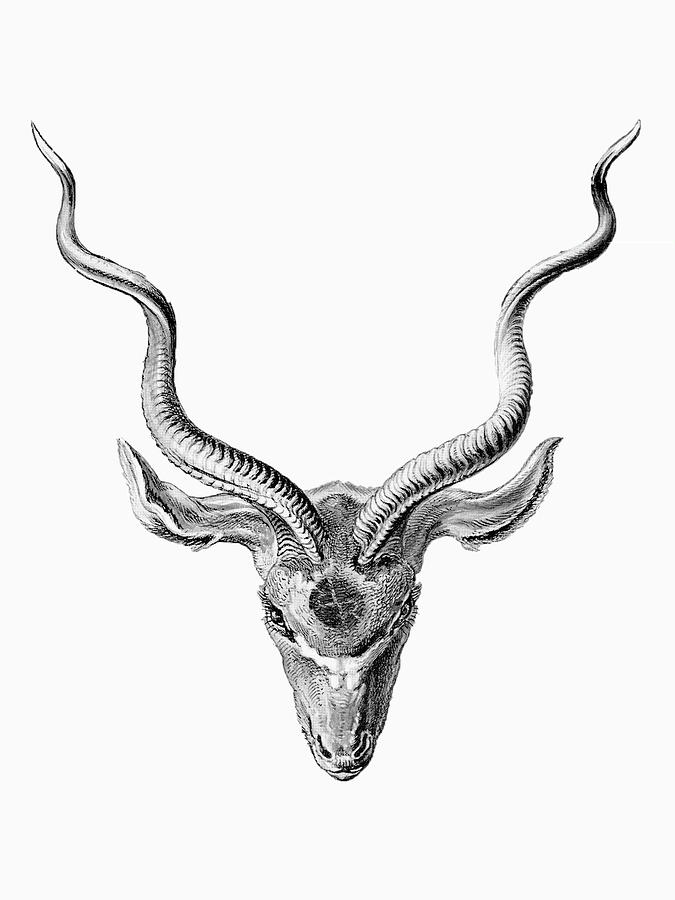Rubino Buck Horns Drawing by Tony Rubino