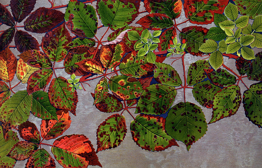 Rubus Fruticosus Painting by Philippe Robert