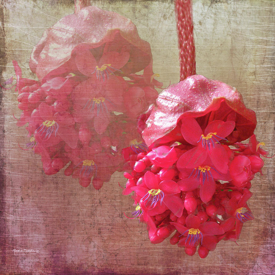 Ruby Colored Orchid Mixed Media by Rosalie Scanlon