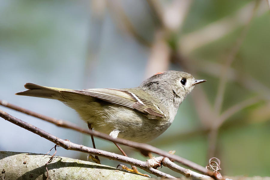 Ruby Crowned Kinglet Photograph by Bill Wakeley