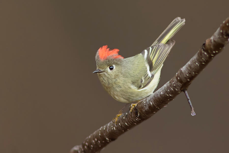 Ruby-crowned Kinglet Display Photograph