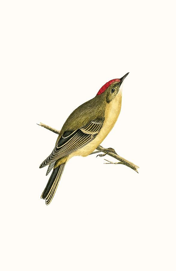 Bird Painting - Ruby Crowned Kinglet by English School Bird Painting - Ruby Crowned Kinglet by English School