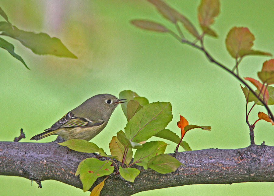 Bird Photograph - Ruby-crowned Kinglet by Gary Wing