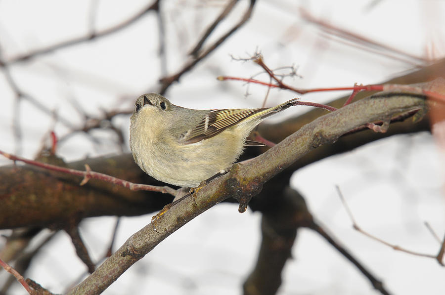Nature Photograph - Ruby Crowned Kinglet by Mark Kantner