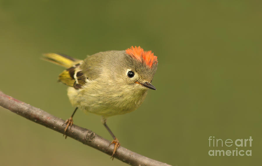 Bird Photograph - Ruby-crowned Kinglet Portrait by Mircea Costina Photography