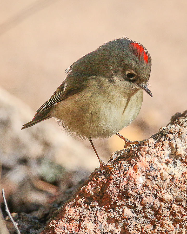 Warbler Photograph - Ruby Crowned Kinglet by Rhonda Robinson