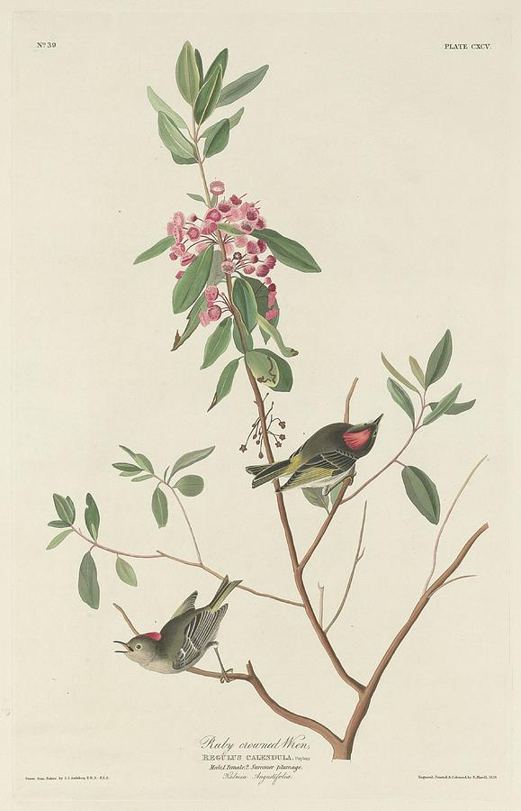 John James Audubon Drawing - Ruby-Crowned Wren by Dreyer Wildlife Print Collections 
