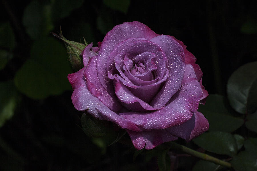 Rose Photograph - Ruby by Doug Norkum