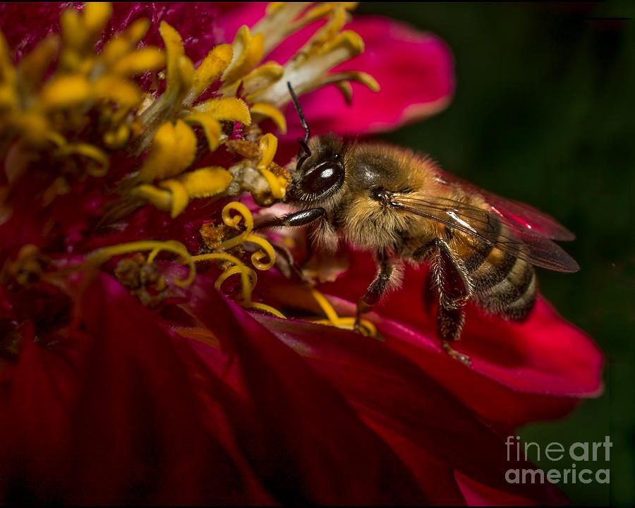 Ruby Flowered Bee Photograph by Lisa Manifold