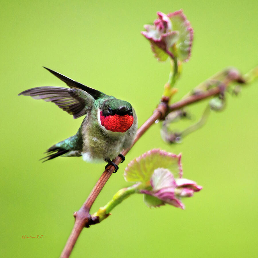 Ruby Garden Hummingbird Photograph by Christina Rollo