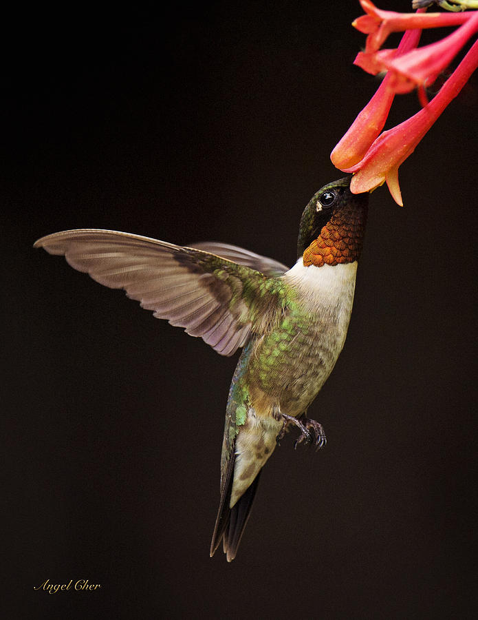 Hummingbird Photograph - Ruby Male by Angel Cher