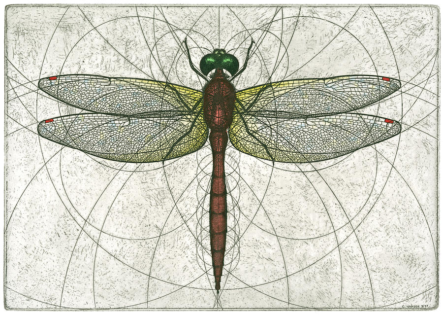 Ruby Meadowhawk Dragonfly Painting by Charles Harden