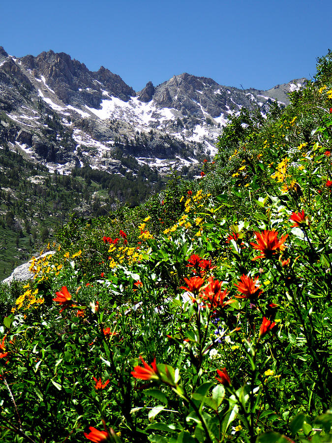 Ruby Mountain Wildflowers - Vertical Photograph