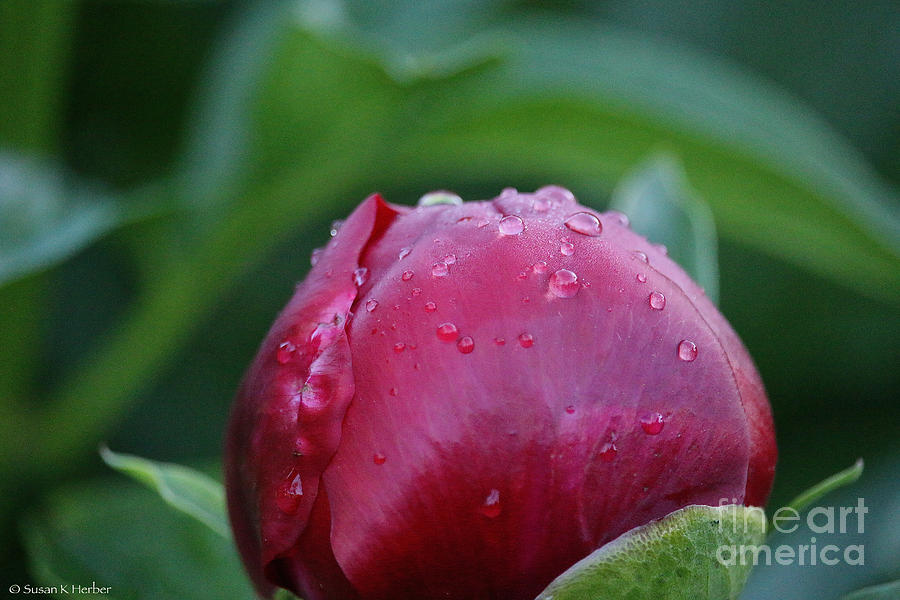 Ruby Peony Photograph by Susan Herber