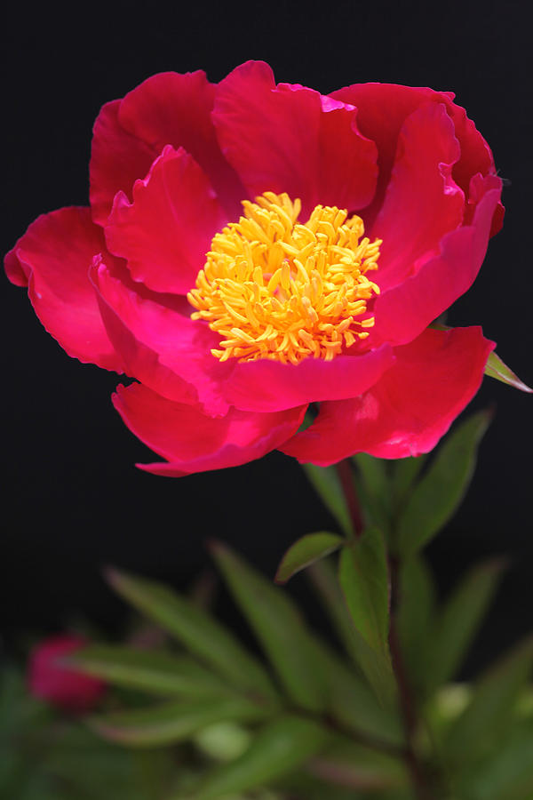 Ruby Peony with Golden Stamens Photograph by Tammy Pool