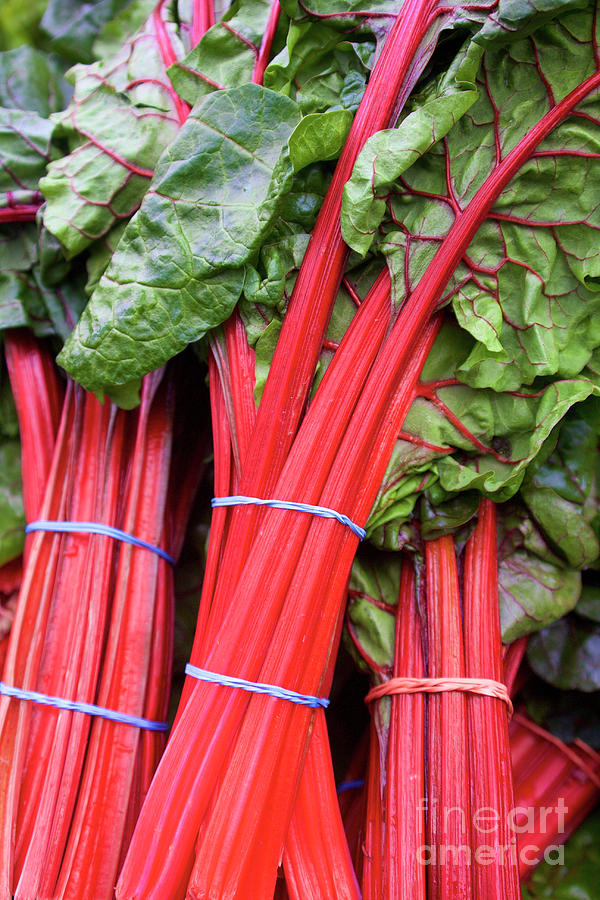 Ruby Red Chard Photograph by Bruce Block