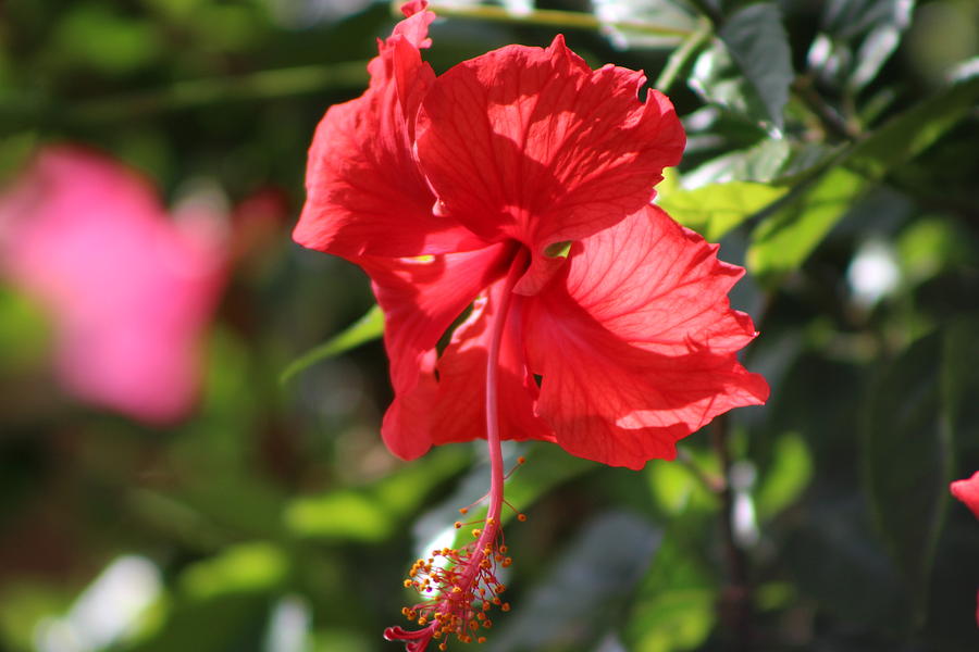 Hibiscus Flower Photograph - Ruby Red Hibiscus Flower in Bloom by Colleen Cornelius