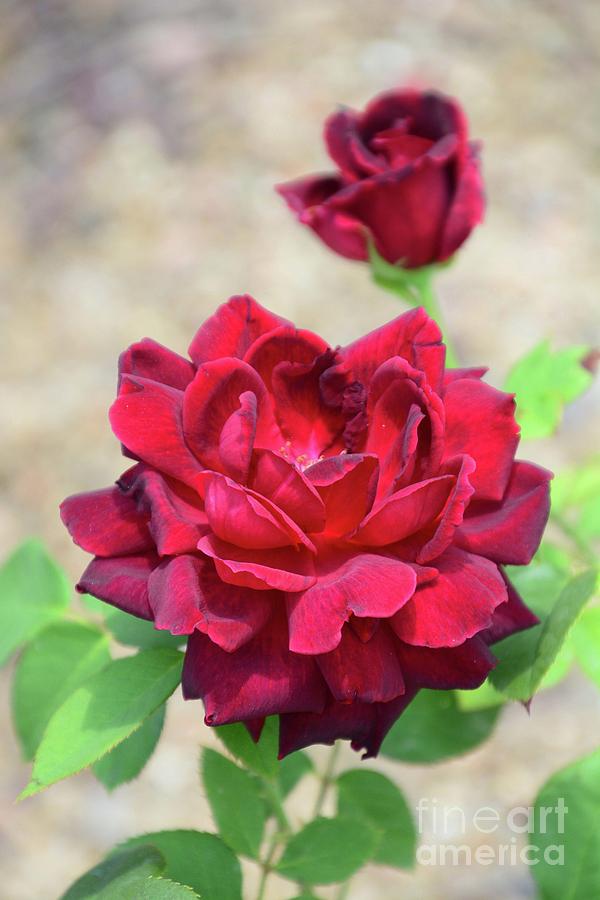 Ruby Red Rose Photograph by Cindy Manero