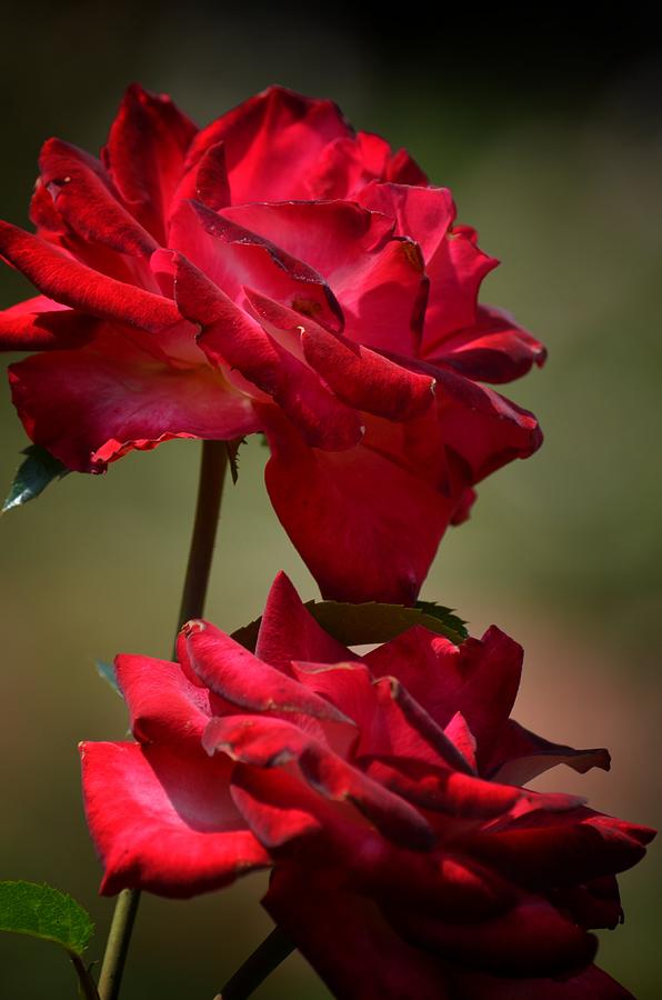Ruby Red Roses Photograph by Maria Urso
