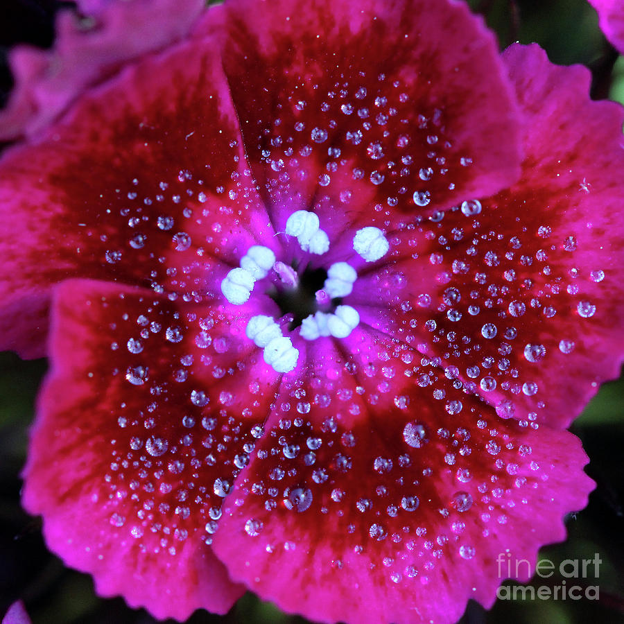 Ruby Red Sweet William Flower Square Photograph by Karen Adams