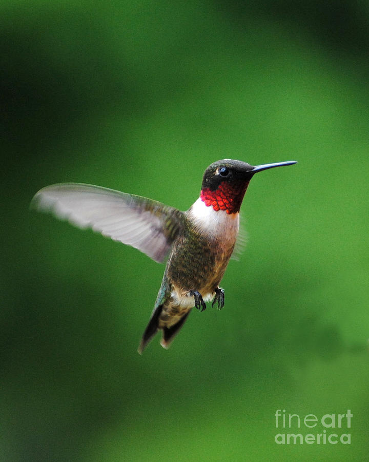 Ruby Red Throated Hummingbird Photograph by Jai Johnson