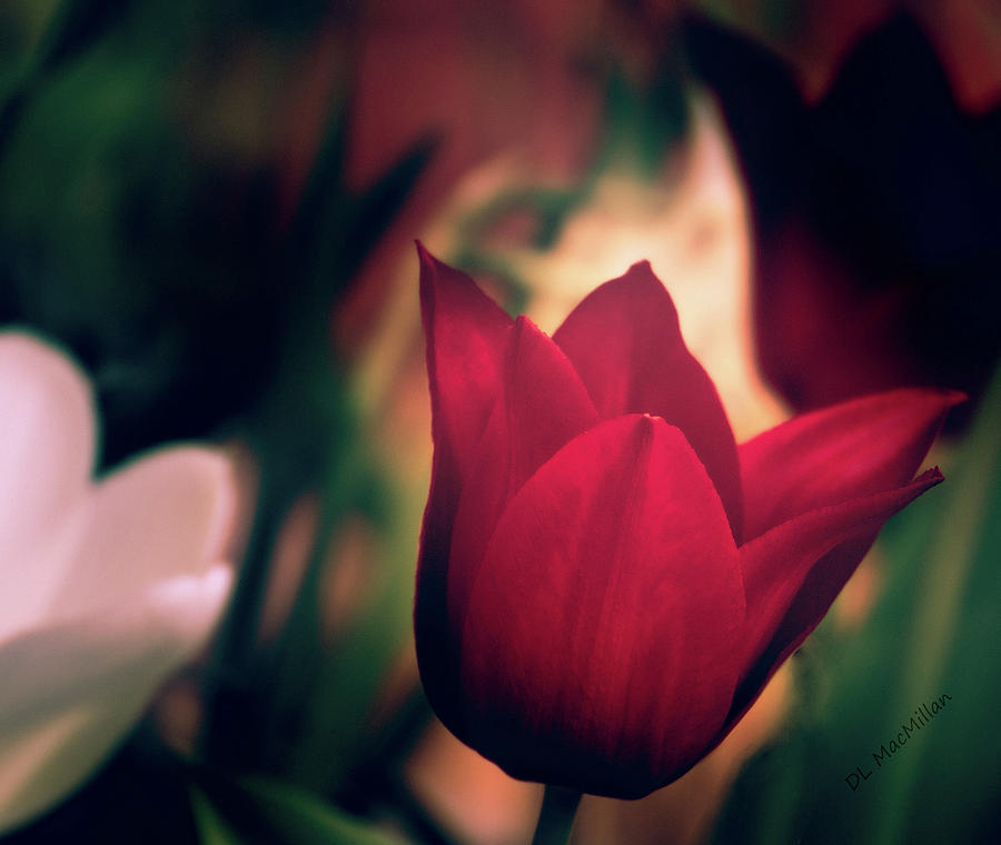 Ruby Red Tulip by Donna Lee Ruby Red Tulip by Donna Lee