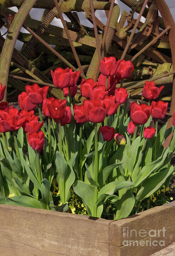 Ruby Red Wheel Tulips Photograph by Louise Magno