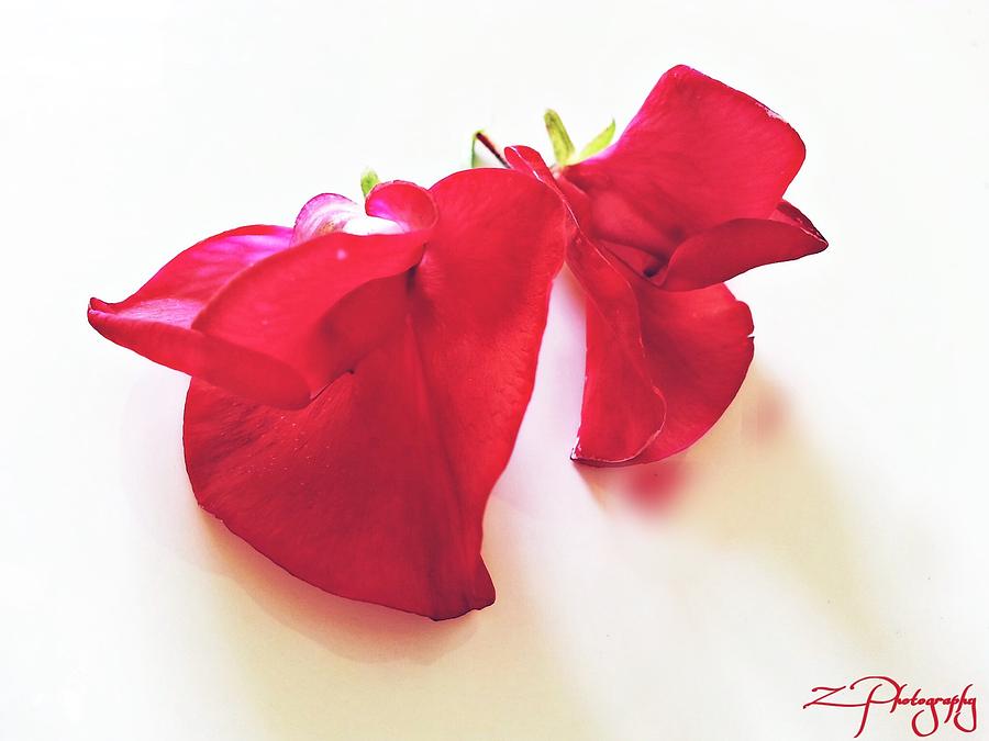 Flower Photograph - Ruby red by Z Photography