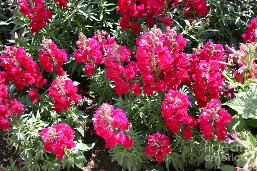 Ruby Reds Flowers  Photograph by Chuck Kuhn