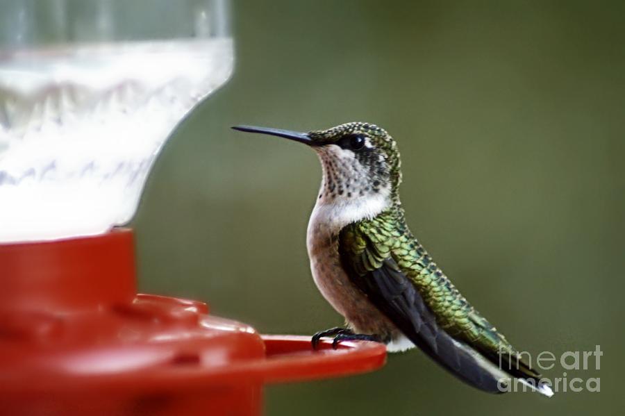 Hummingbird Photograph - Ruby Throat female hummingbird by Catherine Melvin