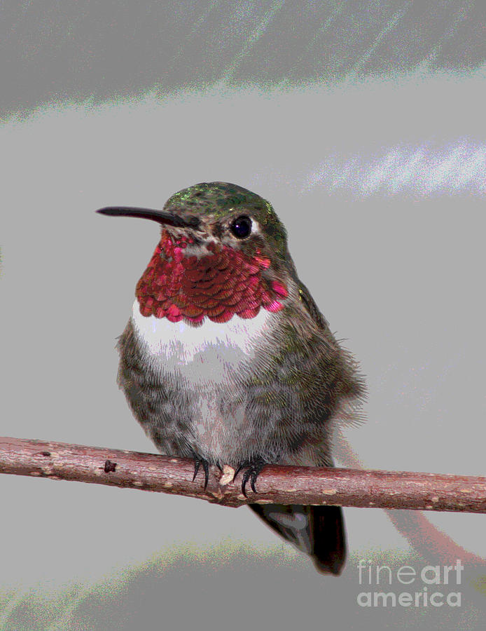 Ruby Throat Humming Bird Digital Art by Jack Ader