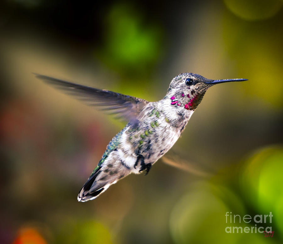 Up Movie Photograph - Ruby Throat Hummingbird by David Millenheft