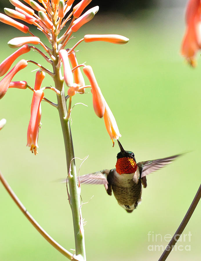 Hummingbird Photograph - Ruby Throat in Orange Trumpet by Wayne Nielsen