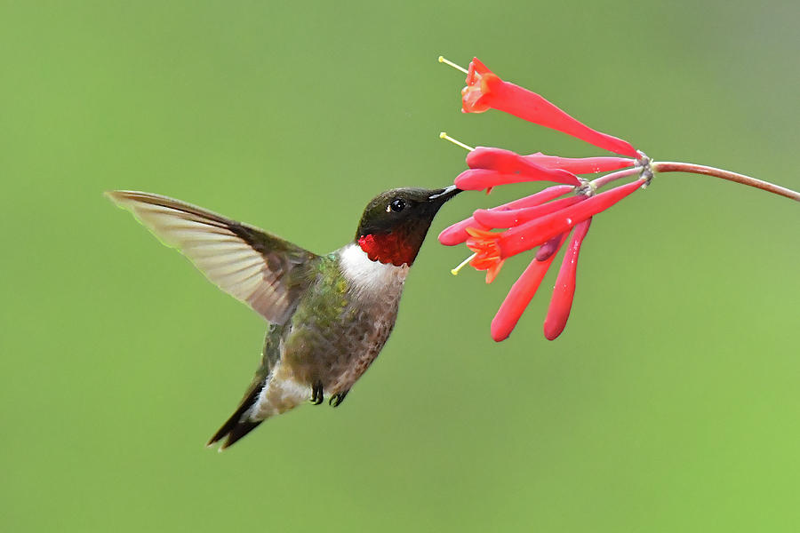 Ruby-throated Hummer Photograph by Alan Lenk