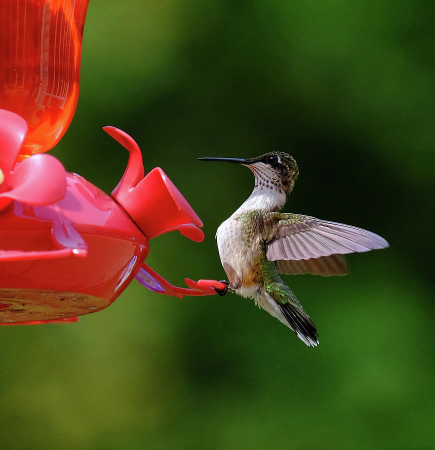 Ruby-throated Hummer Photograph by Ronda Ryan