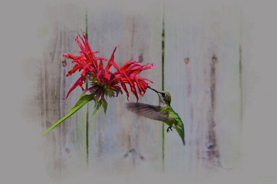 Ruby Throated Humming Bird Art Digital Art by David Stasiak