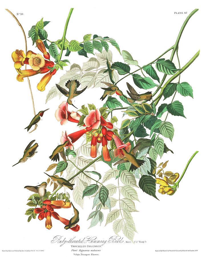 John James Audubon Painting - Ruby-Throated Humming Bird by John James Audubon