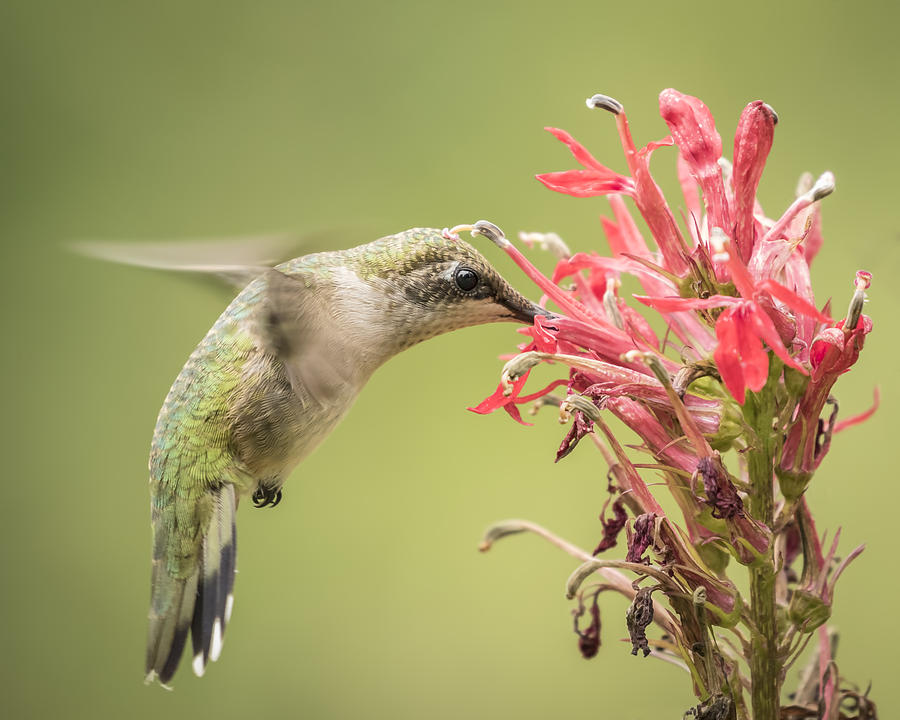 Ruby Throated Hummingbird 10-2015 Photograph by Thomas Young