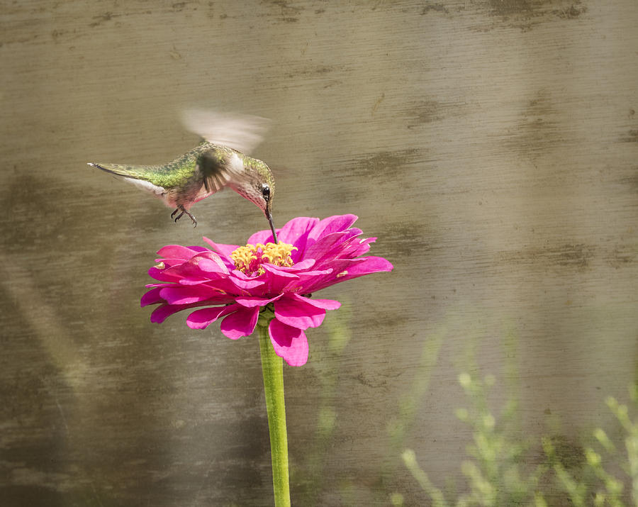 Ruby Throated Hummingbird 12-2015 Photograph by Thomas Young