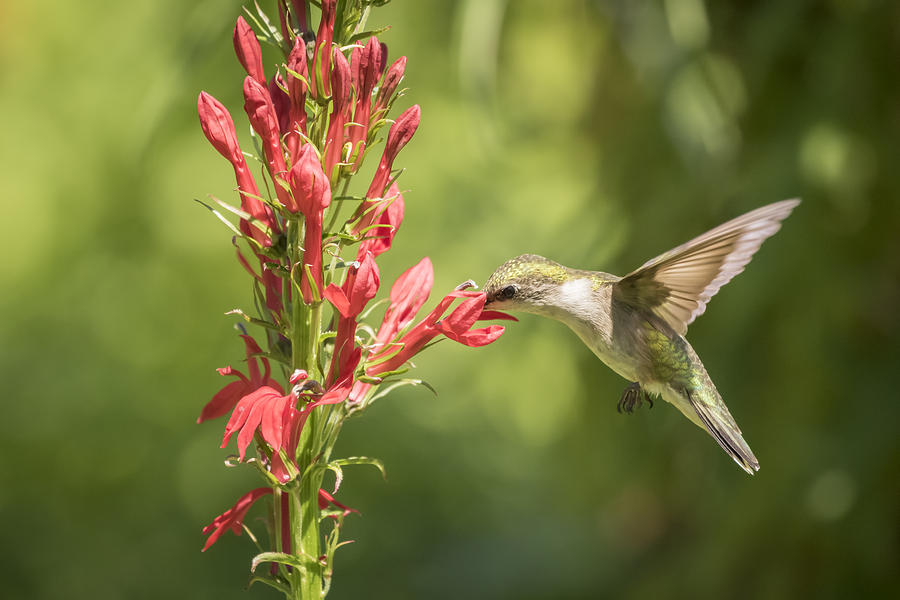 Ruby Throated Hummingbird 2-2015 Photograph by Thomas Young