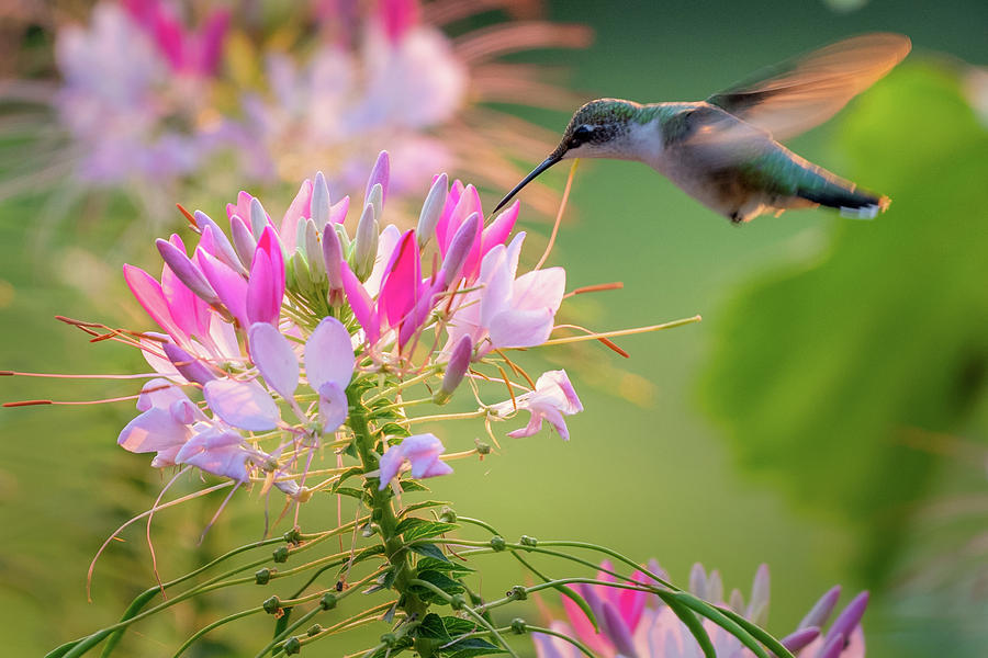 Ruby Throated Hummingbird 2 Photograph by Bill Wakeley