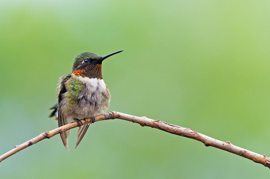 Ruby-throated Hummingbird #2 Photograph by Jim Zablotny