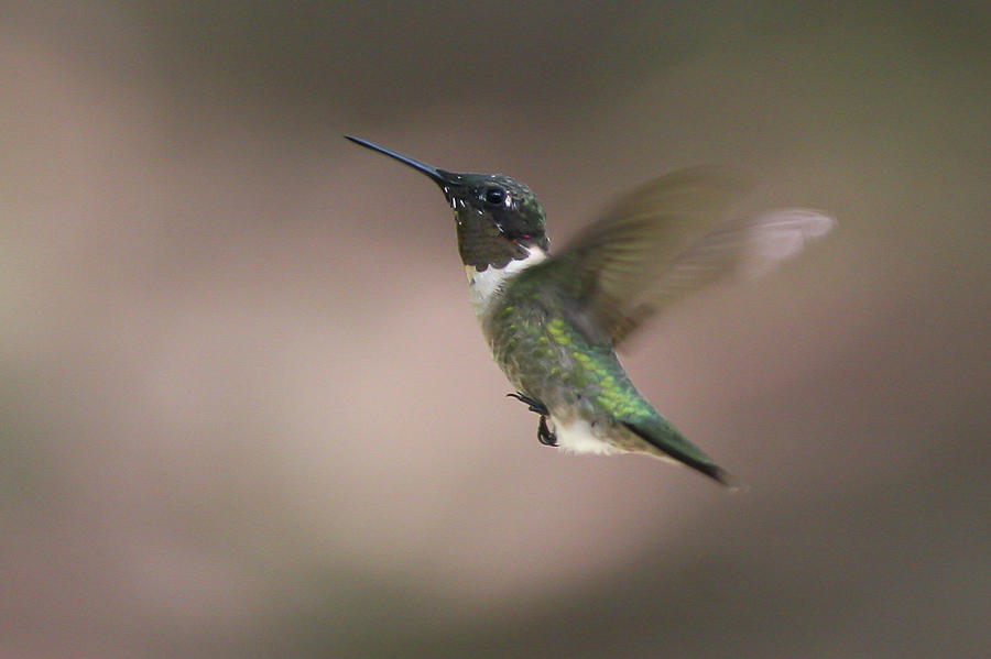 Ruby-throated Hummingbird 2 Photograph by Ronnie Maum